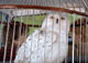 Hedwig