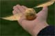 Quidditch, Schnatz